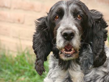 Portrait of black dog