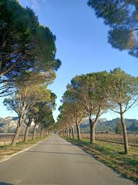 Road amidst trees against sky