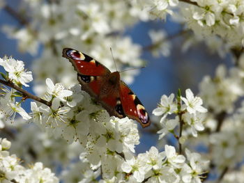 Low angle view of butterfly on cherry blossom