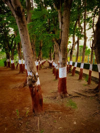 Trees on field in forest
