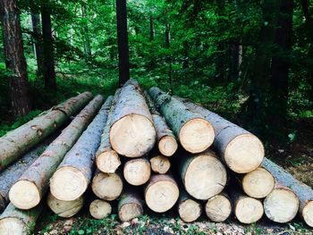 Stack of logs in forest