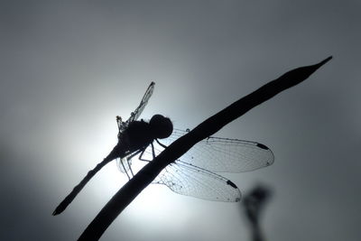 Close-up of dragonfly on twig