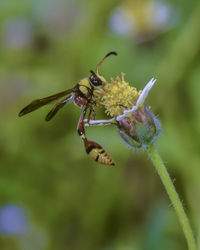 Close-up of bee pollinating on flower