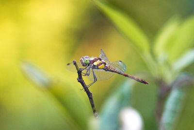 Close-up of insect on plant