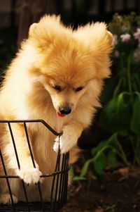 Close-up of pomeranian dog in bike basket