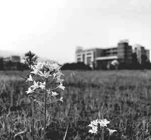 Close-up of flowers growing in field