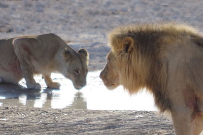 Two cats in a water