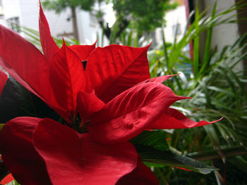 Close-up of red flowering plant