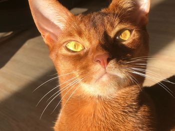 Close-up portrait of cat