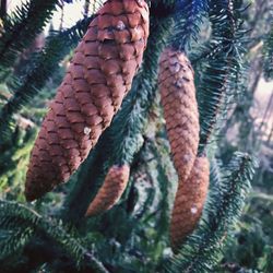 Close up of plant against blurred background