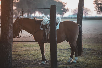 Horse standing on field