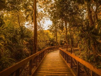 Footbridge in forest