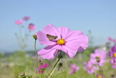 Close-up of pink flowers