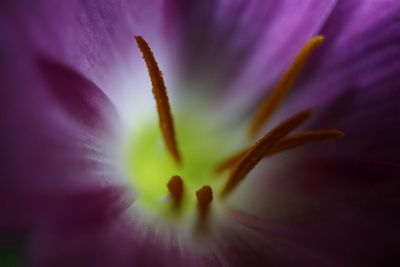 Extreme close-up of flower