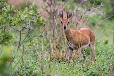 Deer standing in grass