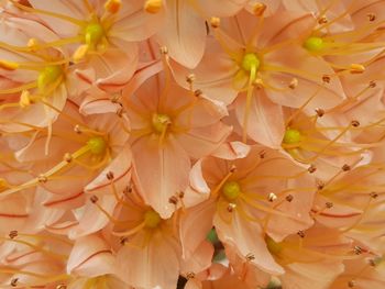 Full frame shot of flowering plants