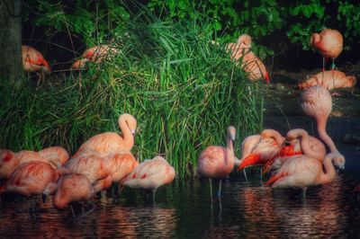 Flock of birds in lake