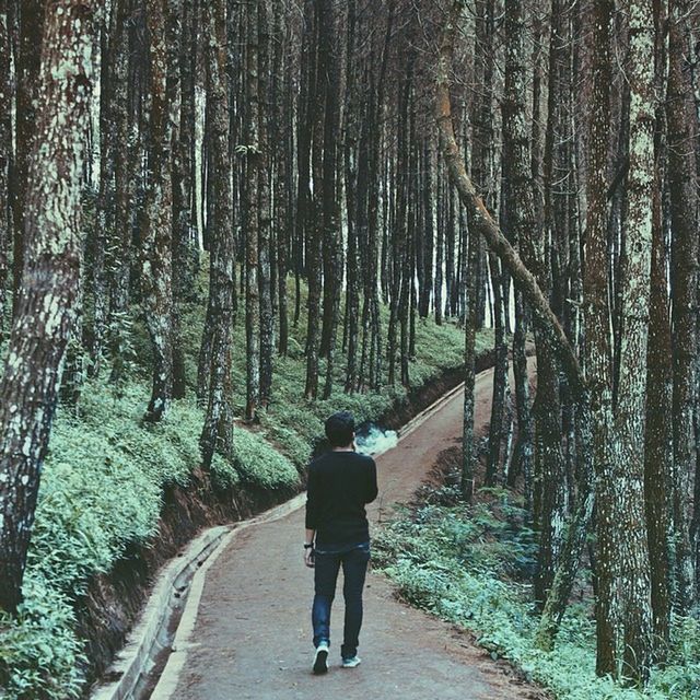 rear view, tree, the way forward, full length, walking, forest, lifestyles, leisure activity, men, diminishing perspective, nature, woodland, tree trunk, dirt road, standing, footpath, tranquility, growth