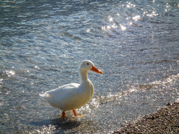 Close-up of bird in water