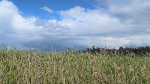 Scenic view of the field against cloud sky