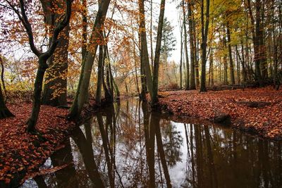 Scenic view of lake in forest during autumn