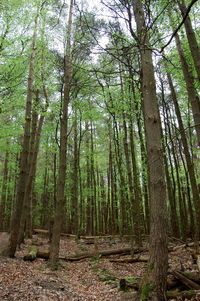 Trees growing in forest