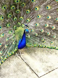 Close-up of peacock feathers