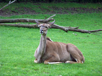 Dog relaxing on grassy field