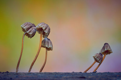 Close-up of insect on wood