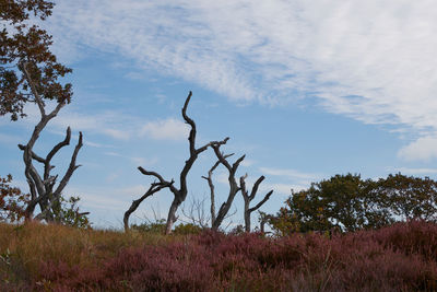 Trees on field against sky