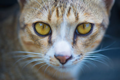 Close-up portrait of cat