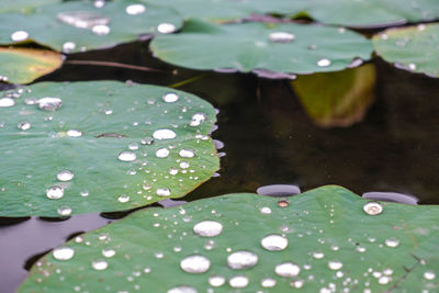 Close-up of water drops on leaves floating on lake