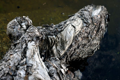 Close-up of tree trunk