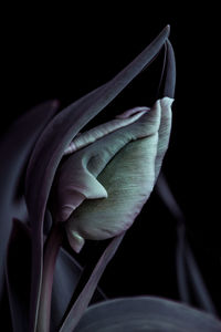 Close-up of calla lily against black background