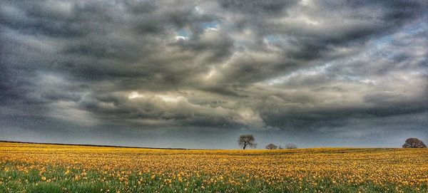 Scenic view of field against cloudy sky