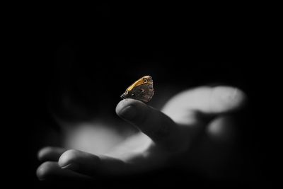 Cropped image of person holding butterfly against black background