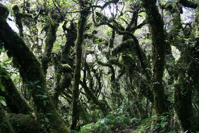 Low angle view of lush trees in the forest