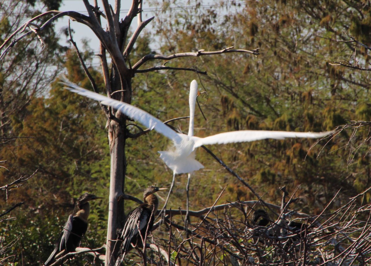 Giant egret