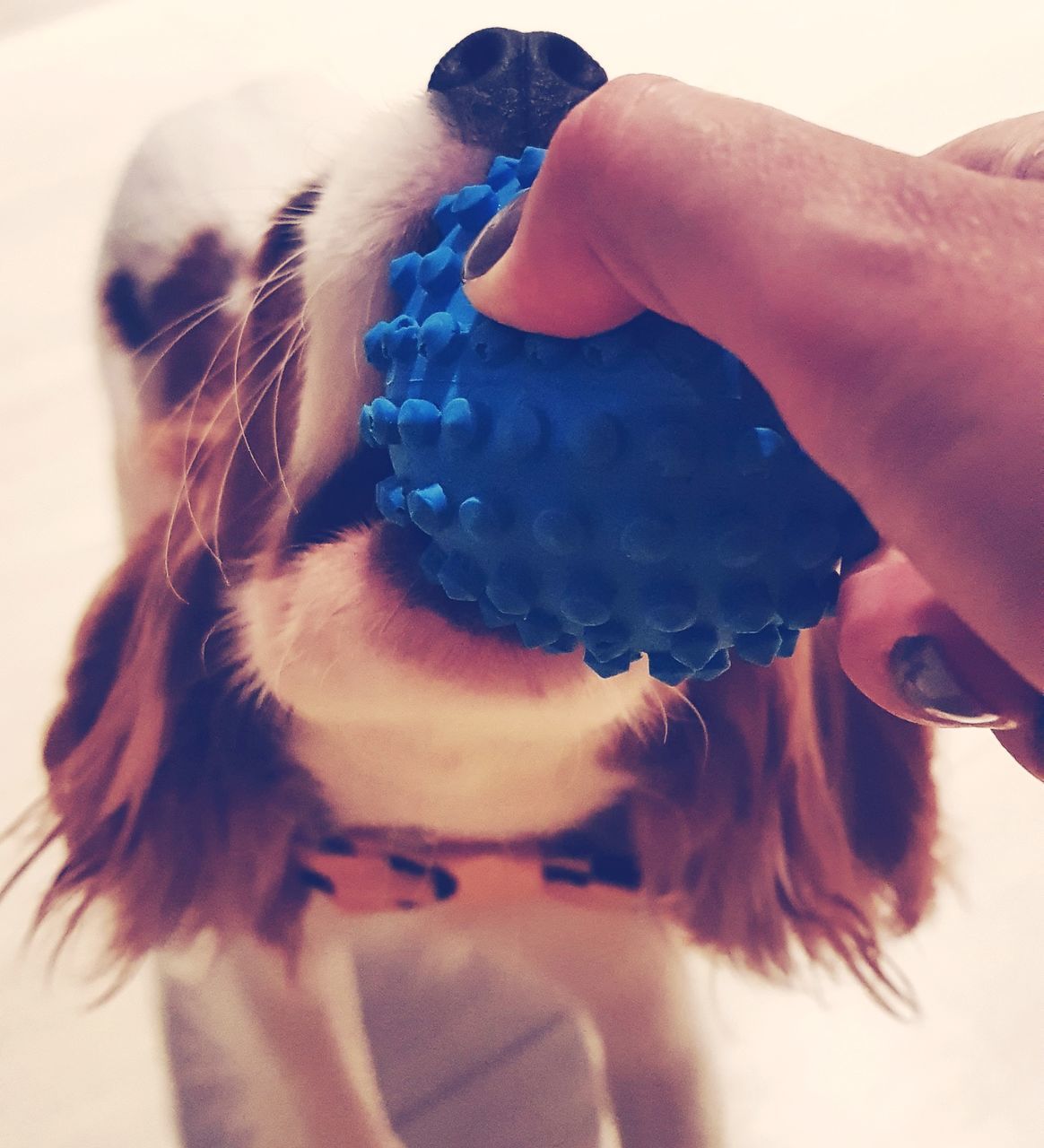 CLOSE-UP OF WOMAN WITH DOG AT HOME