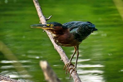 Bird perching on branch over lake