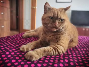 Portrait of cat relaxing at home
