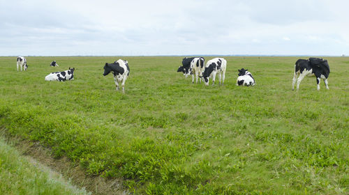 Some cattle on a hallig named nordstrandischmoor at the north frisian coast in germany