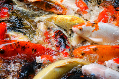 View of koi fish in sea