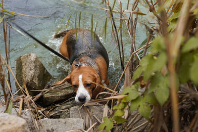 Dog beagle breed standing in the river