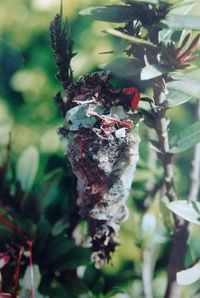 Close-up of caterpillar on plant