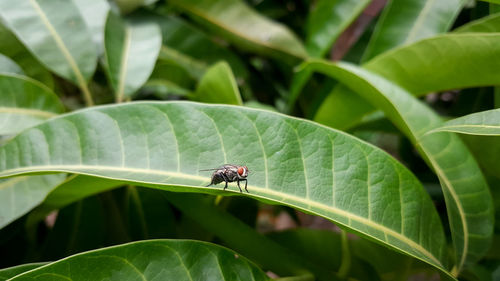 Close-up of fly on leaf