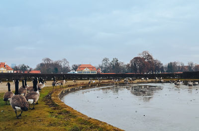 View of birds in lake against sky