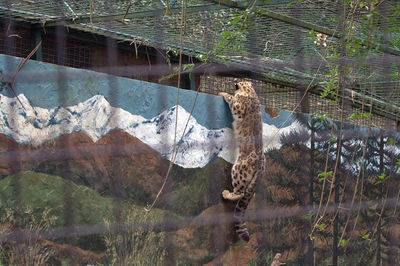 View of a cat on land