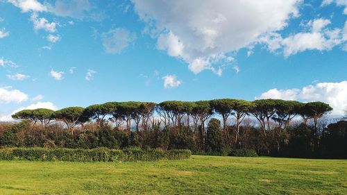 Trees on field against sky