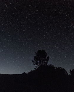 Silhouette trees against star field